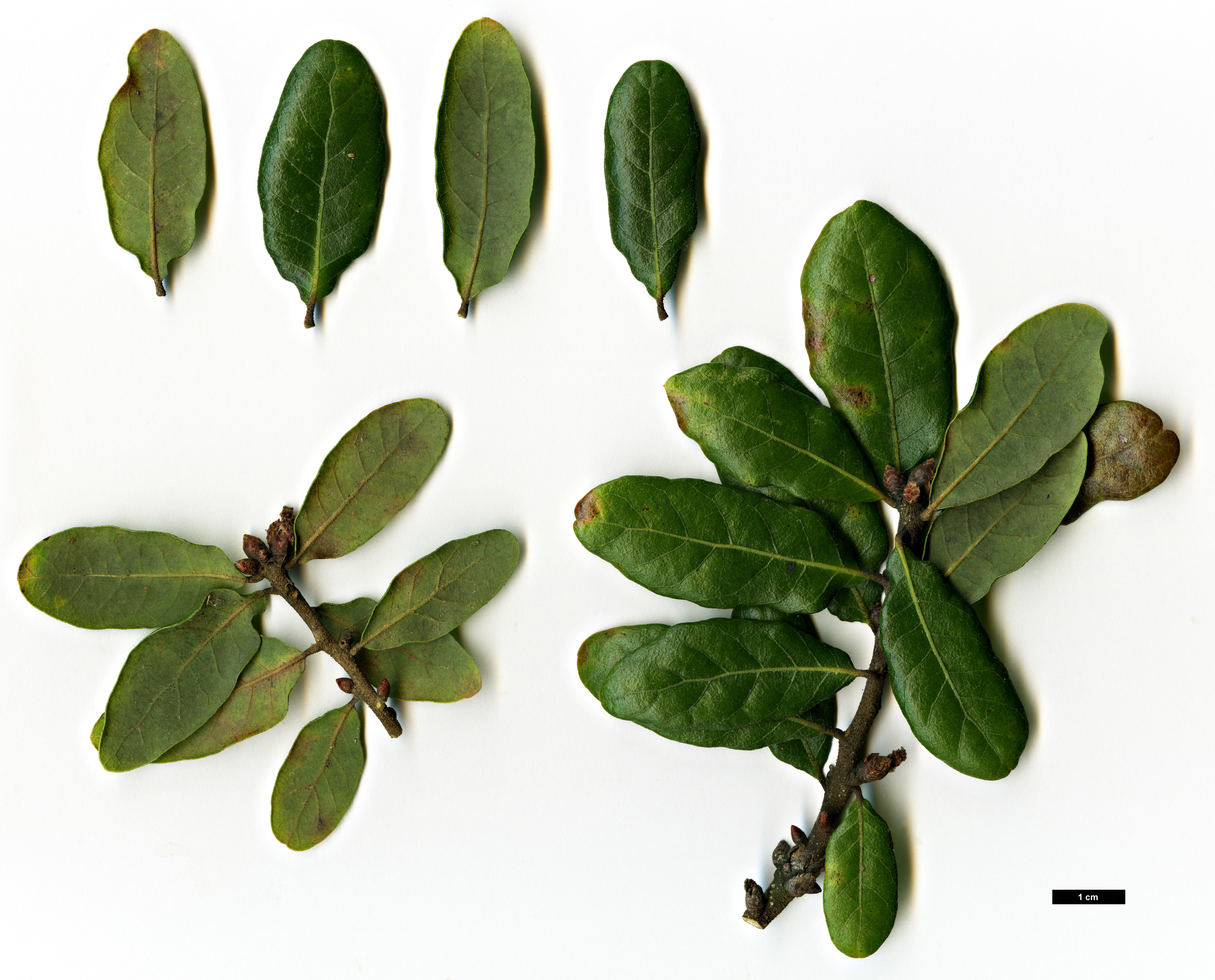 High resolution image: Family: Fagaceae - Genus: Quercus - Taxon: chapmanii 